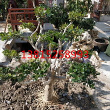 吳中區光福庭園景苗圃 一站式園林綠化工程產品供應專家