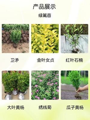 無刺構(gòu)骨 四季常綠，打造高品質(zhì)小區(qū)園林綠化造景