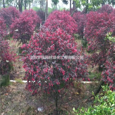 江蘇紅花繼木 園林綠化的優(yōu)選苗木與供應(yīng)要點(diǎn)