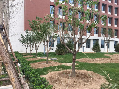 山東園林造景綠化工程 平整土地與栽種土壤的施工要點(diǎn)