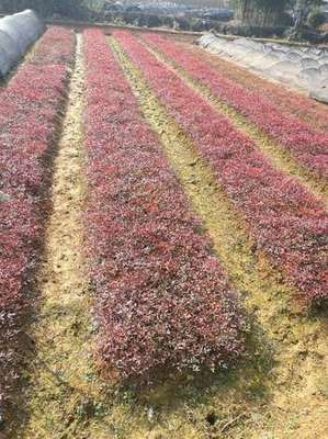 湖南園林綠化產(chǎn)業(yè)鏈 從沙市苗圃到城市花園的繁榮生態(tài)